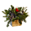 Load image into Gallery viewer, Birch Box Cardinal Centerpiece-Decorative Evergreens-Christmas Delivered