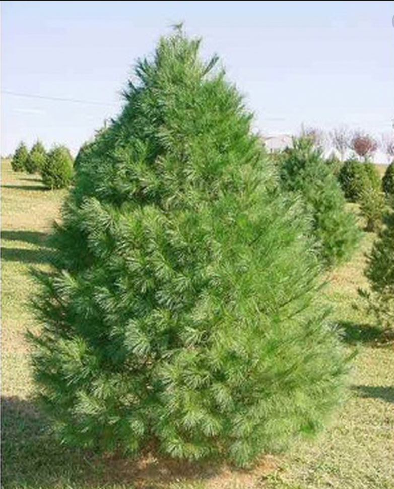 White Pine Christmas Tree Christmas Delivered
