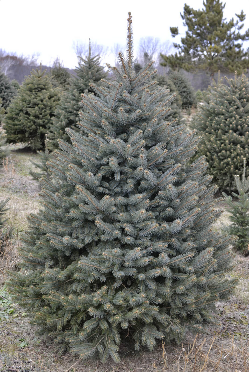 Blue Spruce Christmas Tree – Christmas Delivered