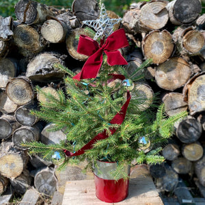 Potted Cut Tree, Decorated, 36"-Decorative Evergreens-Christmas Delivered