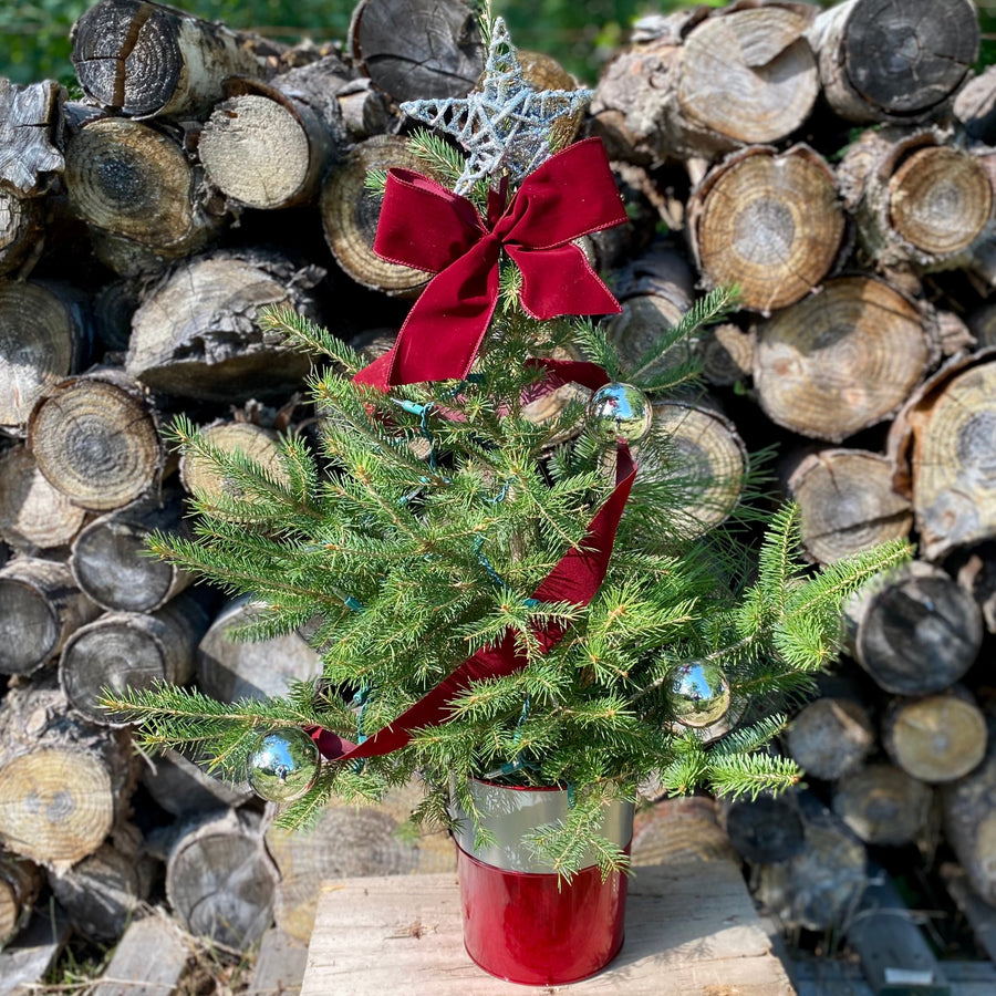 Potted Cut Tree, Decorated, 36"-Decorative Evergreens-Christmas Delivered