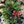 Load image into Gallery viewer, 24&quot; Specialty Wreaths-Decorative Evergreens-Christmas Delivered
