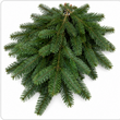 Load image into Gallery viewer, Evergreen Boughs, Bulk
