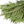 Load image into Gallery viewer, Evergreen Boughs, #3 Florist Bunch-Do It Yourself-Christmas Delivered
