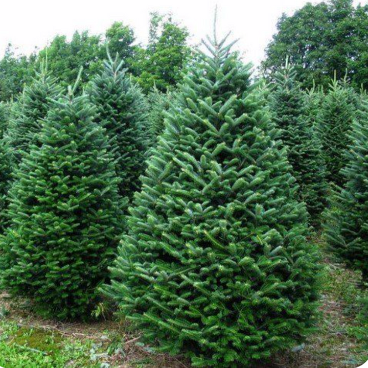 Balsam Fir Christmas Tree-Christmas Trees-Christmas Delivered