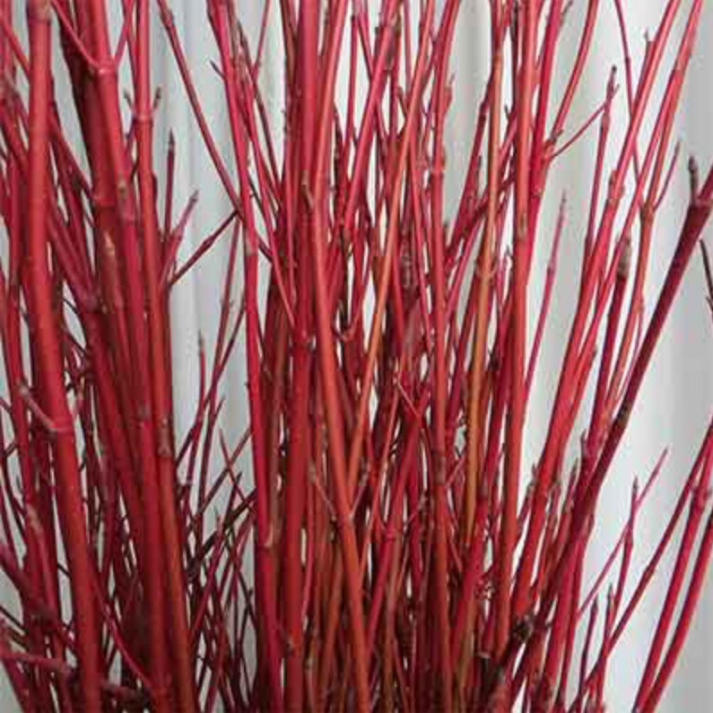 Red Dogwood Sticks, 10 ct-Do It Yourself-Christmas Delivered
