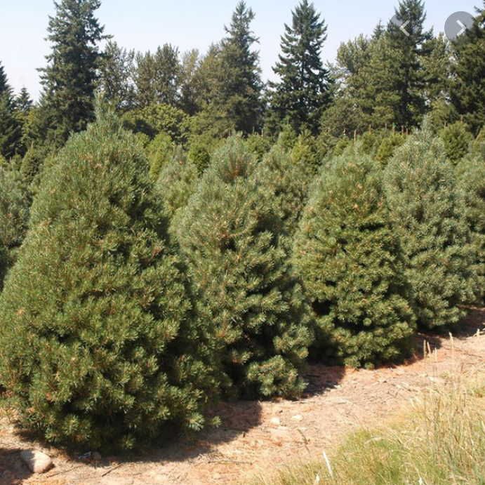 Scotch Pine Christmas Tree-Christmas Trees-Christmas Delivered