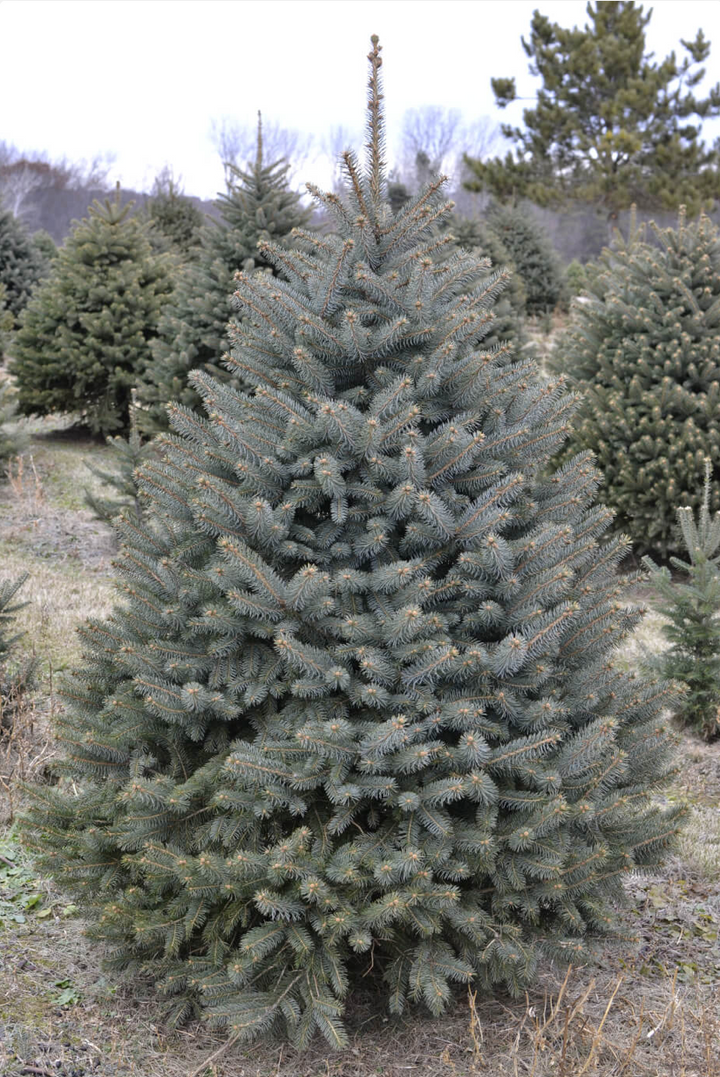 Blue Spruce Christmas Tree-Christmas Trees-Christmas Delivered