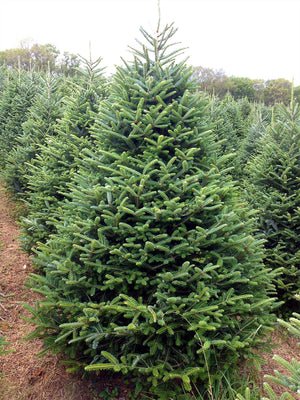 Fraser Fir Christmas Tree-Christmas Trees-Christmas Delivered