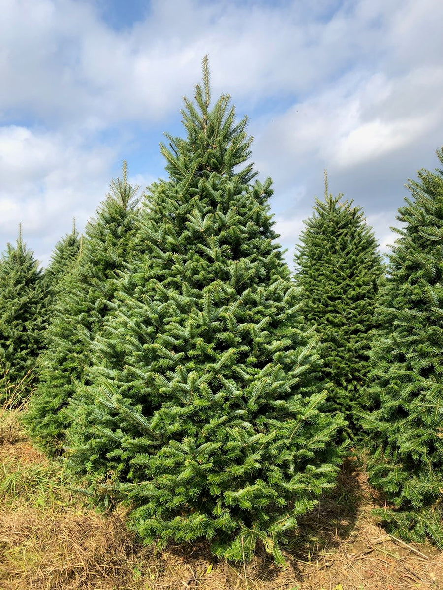 Fraser Fir Christmas Tree-Christmas Trees-Christmas Delivered